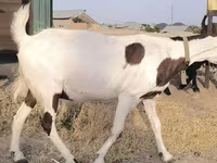 Koza, Beetal goats — foto 4
