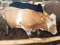 Bik, Simmental cattle — fotografija 3