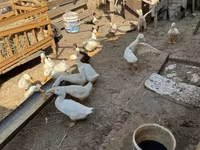 Ducks — الصورة 1
