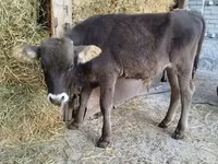 Toro, Swiss cattle — foto 4