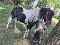 ፈረሶች (ቡድን፣ ጾታ አልተጠቀሰም), Horses — ፎቶ 4