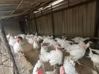 Turkeys — الصورة 3