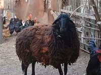 میش, Karabakh sheep — عکس 1