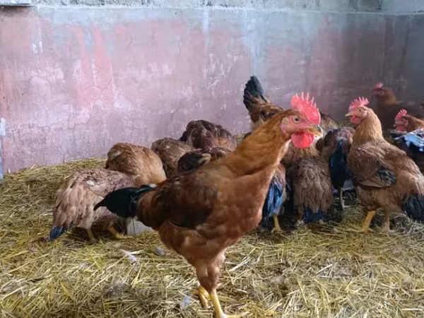 Chickens — Armenia