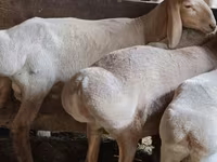 Beran, Arashan sheep — foto 2