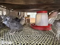 Quails — รูปภาพ 1