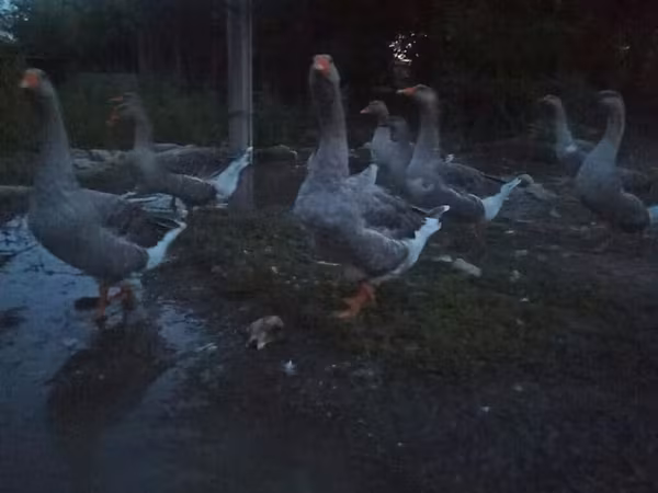 Geese — Kyrgyzstan