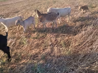 بز نر, بز — عکس 3