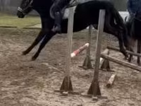 Kůň, Hungarian horse breed — foto 2