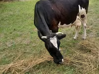 गाय, गोलस्टीन नस्ल — फ़ोटो 2