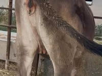 Kuh, Swiss cattle — Foto 3