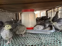 Quails — photo 3