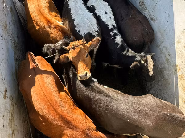 ወንድ በሬ, Cattle