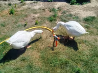 Geese — عکس 4