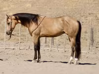 公马, Quarter Horse — 照片 6