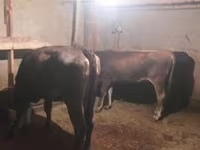 ወንድ በሬ, Cattle — ፎቶ 3