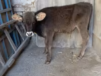 Toro, Swiss cattle — foto 1