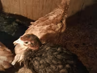 Turkeys — عکس 1