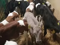 Banteng, Cattle — foto 2