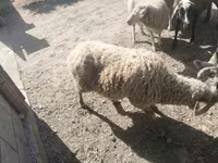 Montone, Pecore — foto 2
