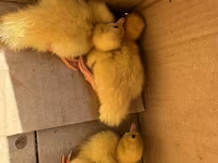 Muscovy domestica — foto 1