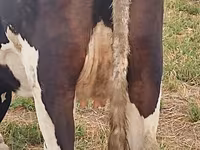 Lembu betina, Holstein breed — foto 3