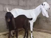 Ged, Kamori goats — foto 2