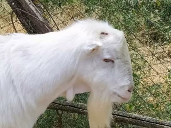 Козел, LaMancha goats — Молдова