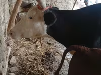 گاو ماده, گاو — عکس 5