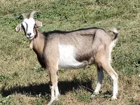 Буз, Nubian Goat — акс 4