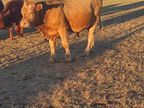Býk, Simmental cattle