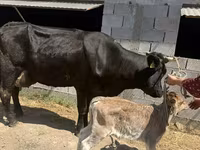 Krowa, Swiss cattle — zdjęcie 2