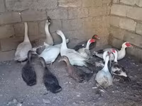 Geese — sawirka 2