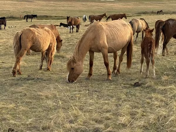 Klisna, Horse breed