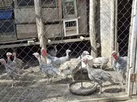 Turkeys — φωτογραφία 3