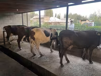 Կով, Russian Black pied cattle — լուսանկար 1