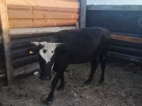 Krava, Russian Black pied cattle — foto 6