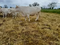 Корова, Charolais cattle — фото 5