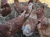 Chickens — foto 3