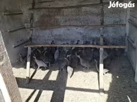 Guinea fowl — foto 2