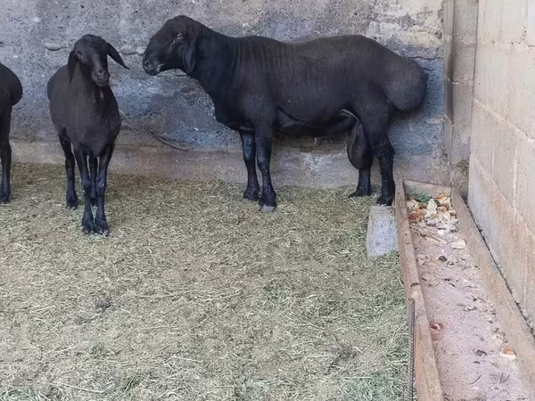 قوچ, Hissar sheep