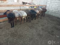 قوچ, Arashan sheep — عکس 3