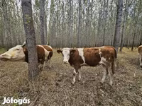 Lembu betina, Simmental cattle — foto 6