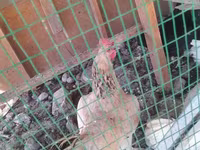 Chickens — عکس 1
