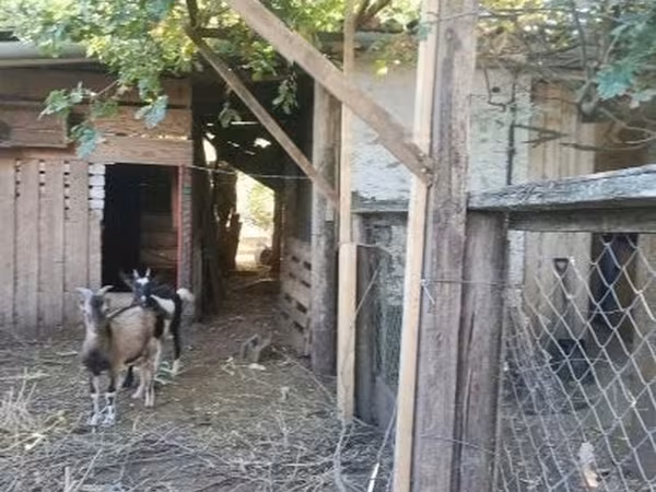 Коза, Кози