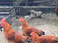 Chickens — الصورة 5