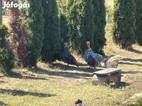 Turkeys — புகைப்படம் 2