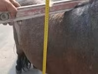 雄馬, Shetland Pony — 写真 1