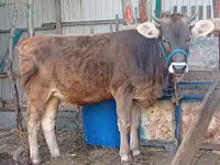 Krava, Swiss cattle — foto 1