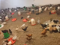 Chickens — عکس 1